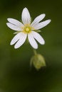 Free Delicate Stock Photos - 827703