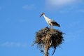 Free Stork In The Nest Stock Photo - 829500