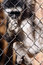Free Baby Monkey Royalty Free Stock Photo - 821215