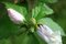 Free Bud Of Rose Of Sharon Stock Photo - 825590