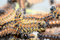Free Worms On A Tree Royalty Free Stock Photos - 826998
