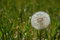Free Puffy Dandelion Stock Images - 827694