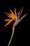 Free Striking Strelitzia Stock Photos - 829213
