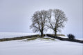 Free Snow, Fields, Drystone Walls And Two Trees Stock Image - 8201991