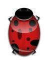 Free LadyBug Graphic Royalty Free Stock Photo - 8208315