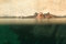Free Hippopotamus In The Water Royalty Free Stock Images - 8203179