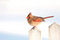 Free Female Cardinal On A Picket Fince Royalty Free Stock Image - 8203186