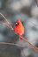 Free Male Northern Cardinal In A Tree Royalty Free Stock Images - 8203189