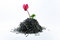 Free Cyclamen And Nails Royalty Free Stock Photo - 8207915