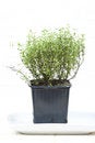 Free Green Aromatic Plant Stock Photos - 8226063