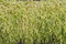 Free Moss Stock Photo - 8228700