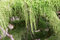 Free Moss Stock Photo - 8228750