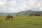 Free On Prairie Horse Royalty Free Stock Photo - 8228865