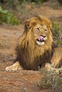 Free Yummy Lion Royalty Free Stock Image - 8233686