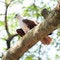 Free Brahminy Kite In Tree Royalty Free Stock Images - 8234579