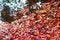 Free Leaves In Water Stock Photography - 8236122
