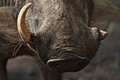 Free Warthog Tusk Stock Images - 8240704