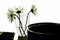 Free Backlit Flowers Royalty Free Stock Photos - 8240308