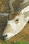 Free Antelope Stock Images - 8240554