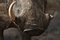 Free Warthog Tusk Stock Images - 8240704