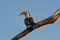 Free Southern Yellow-billed Hornbill Stock Images - 8240934