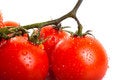 Free Fresh Red Tomatoes Royalty Free Stock Photography - 8250997