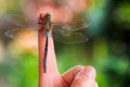 Free Dragonfly Stay On Index Finger Stock Photo - 8253610