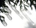 Free Icicles On Twig Royalty Free Stock Photos - 8258148