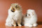 Free Two Puppies Of Breed A Spitz-dog Stock Image - 8256111