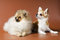 Free Puppies Of A Spitz-dog And сhihuahua Royalty Free Stock Image - 8256136