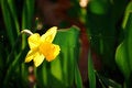 Free Daffodil And Spider S Snare Stock Photography - 8260632