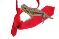 Free Lizard Royalty Free Stock Images - 8262619