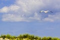 Free Soaring Seagull Stock Images - 8263424