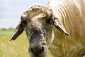 Free Sheep Royalty Free Stock Images - 8264829