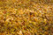 Free Fallen Leaves Stock Photos - 8260573