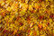 Free Fallen Leaves Royalty Free Stock Images - 8260609