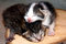 Free Two Cute Small Cats Stock Photos - 8260713