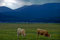 Free Cattle And Rainstorms Stock Photography - 8262732