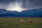 Free Cattle And Rainstorms Royalty Free Stock Image - 8262746