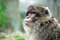 Free Barbary Ape Royalty Free Stock Photography - 8265197