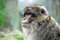 Free Barbary Ape Royalty Free Stock Photo - 8265225