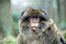 Free See No Evil Royalty Free Stock Image - 8265226