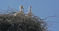 Free Young Stork Stock Photography - 8271382