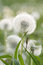 Free Dandelion And Insects Royalty Free Stock Photos - 8271388