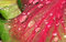 Free Water Drops On A Red Leaf Stock Photos - 8274693