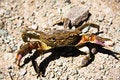 Free Claws Stock Images - 8280234