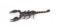 Free Emperor Scorpion Stock Photo - 8281320