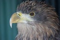 Free Eagle Royalty Free Stock Photography - 8282947