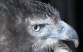 Free Eagle Stock Photo - 8283010
