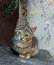 Free Street Cat Royalty Free Stock Photo - 8280105